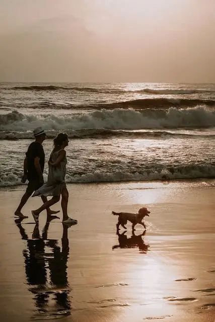 Couple walking on beach with their dog